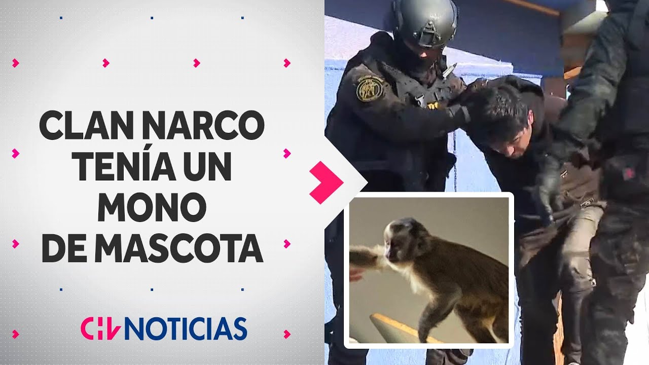 Ten&iacute;an UN MONO COMO MASCOTA: As&iacute; cay&oacute; clan familiar narco que operaba en tres comunas de RM
