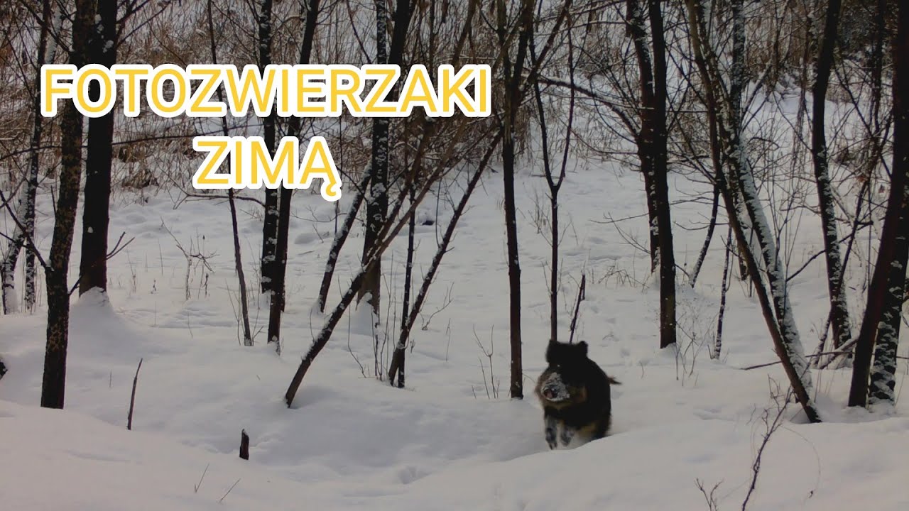 Dzienna aktywność lisów, dzików i saren | Zimowy las w granicach Warszawy