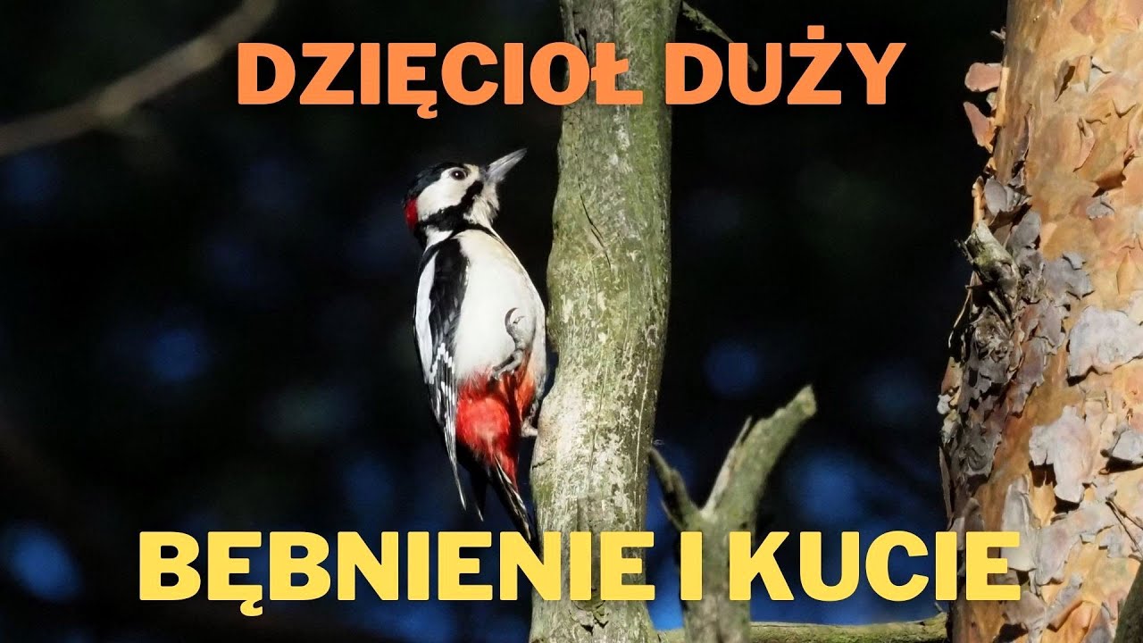 Dzięcioł duży, bębnienie i kucie