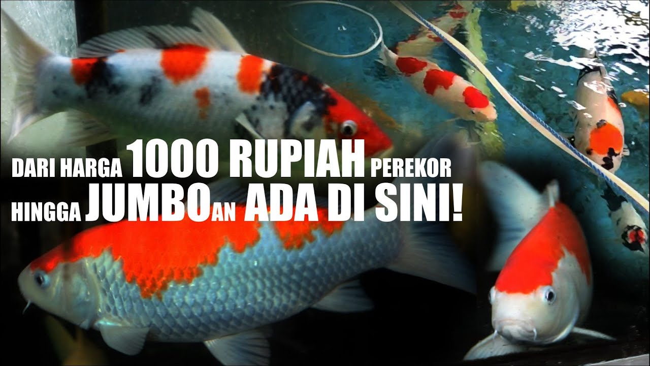 CARI KOI JUMBO GAK PERLU ROGOH KANTONG TERLALU DALAM ❗ KOLEKSI LENGKAP LOKASI MUDAH DIJANGKAU❗❗