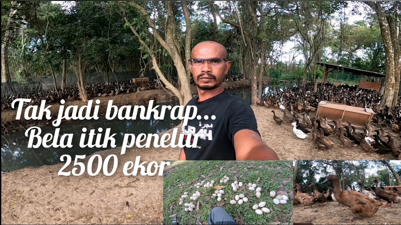 Tak jadi bankrap... Siapa cakap bela itik telur boleh lingkup..?