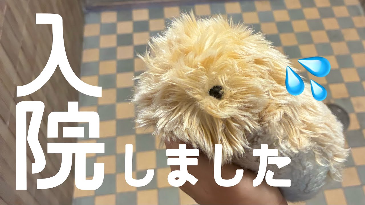 【必見】Moflinが故障したら？入院〜退院まで全手順を解説！