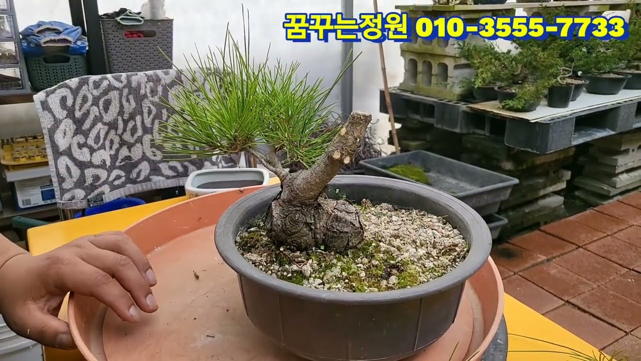 @소나무 명품미니분재 만들기^^