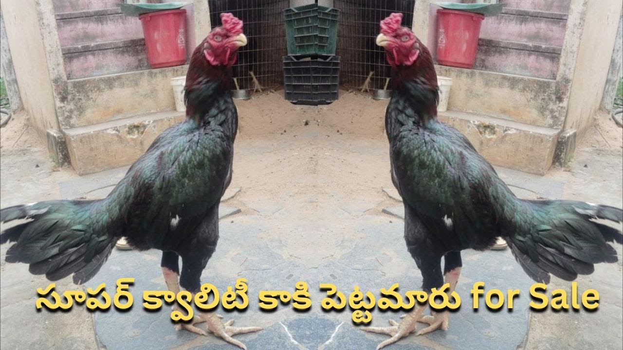సూపర్ క్వాలిటీ కాకి పెట్టమారు for Sale / Narasimha babu / 8008998909