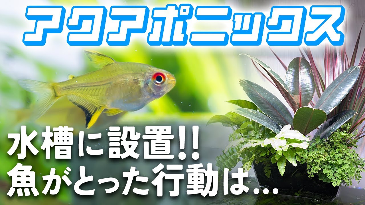 アクアポニックスを水槽に設置！飼育者は満足だけど魚は…？ #アクアリウム #熱帯魚 【ビバアクア】