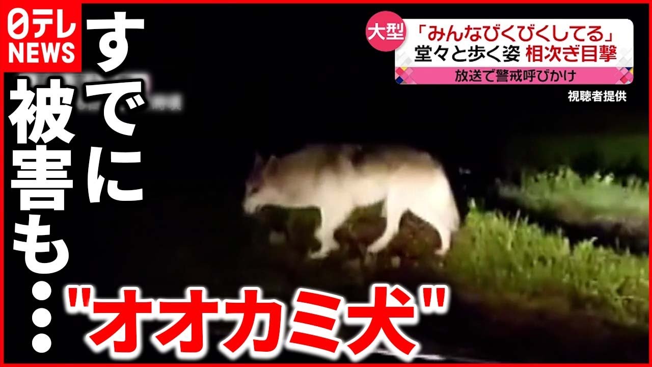【目撃相次ぐ】ヤギやニワトリが襲われ…「オオカミ犬」か 長野・富士見町