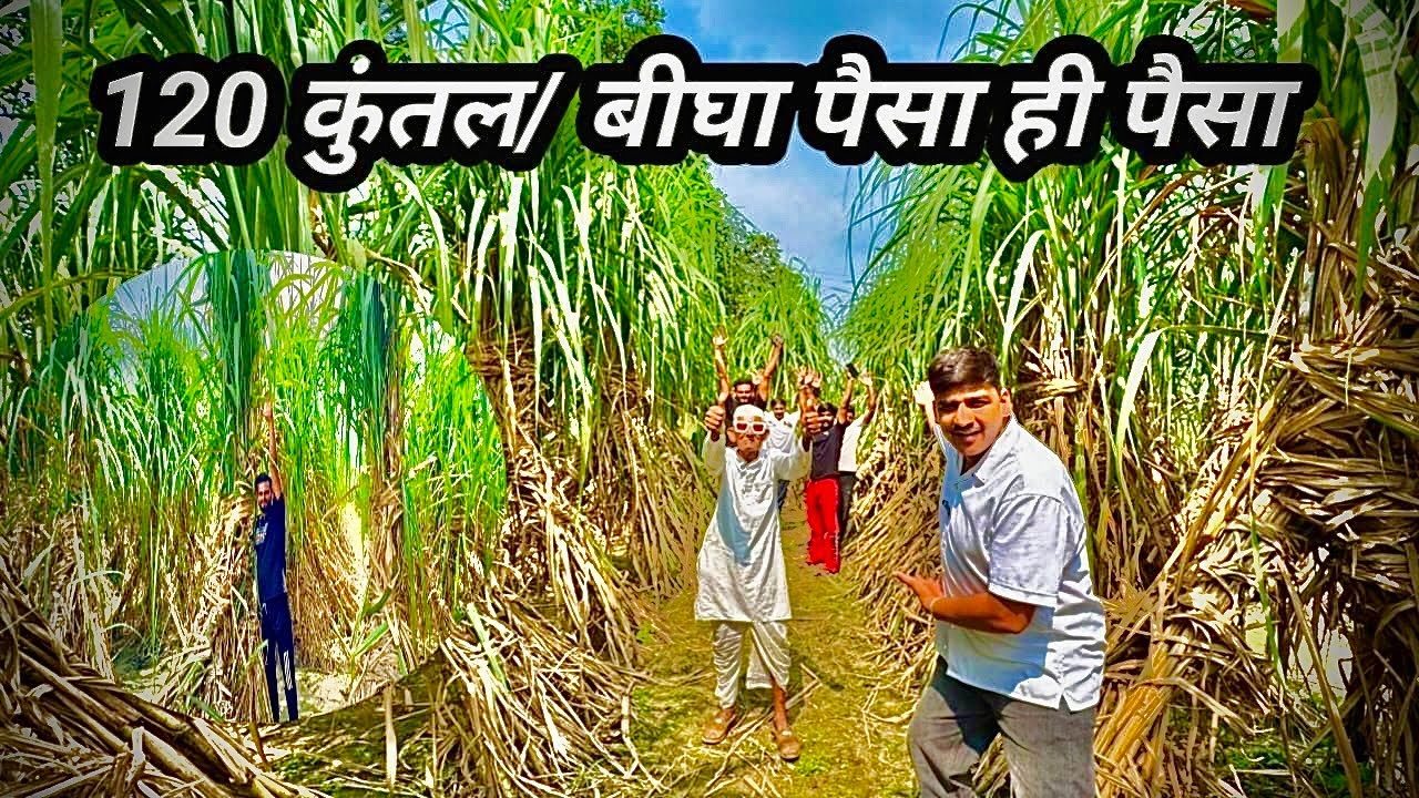 120 कुंतल/ बीघा की पैदावार बताया फ़ार्मूला !! 20 बीघे से 50 वाले को टक्कर!! vikas चौधरी!! 