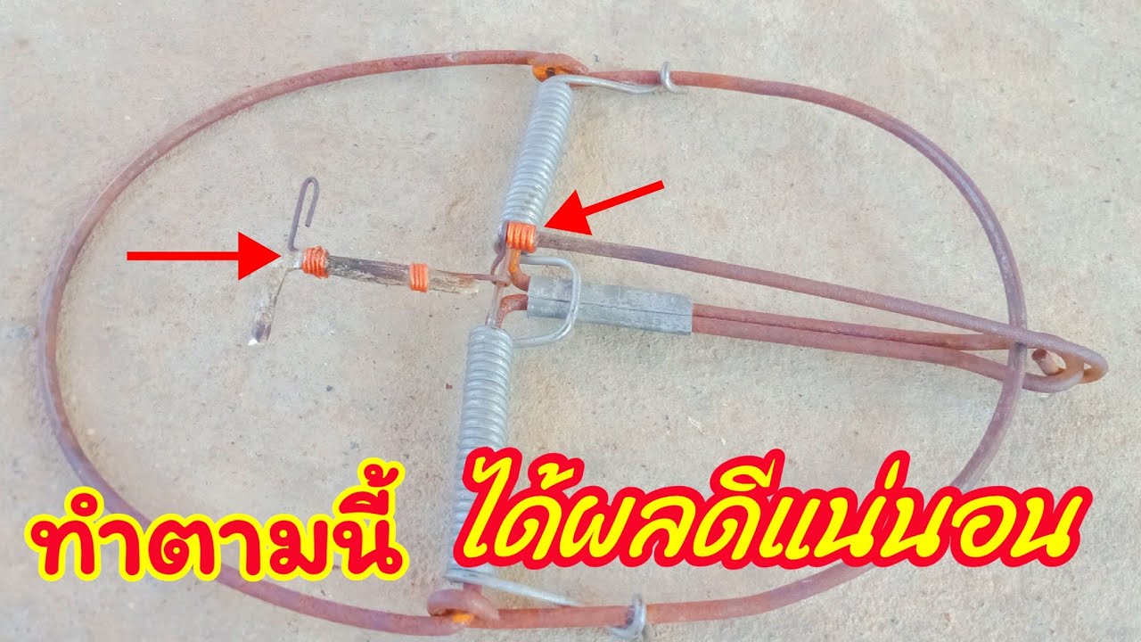 วิธีทำกับดักโมดิฟายดักหนูนากับดักวงเดือนแบบง่ายๆ ไม่เปลืองงบ ทำตามนี้ได้ผลดีแน่นอน