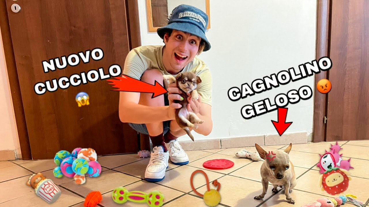 IL NOSTRO CAGNOLINO È GELOSO DEL NOSTRO NUOVO CUCCIOLO! VUOLE CACCIARLO!! *primo incontro*