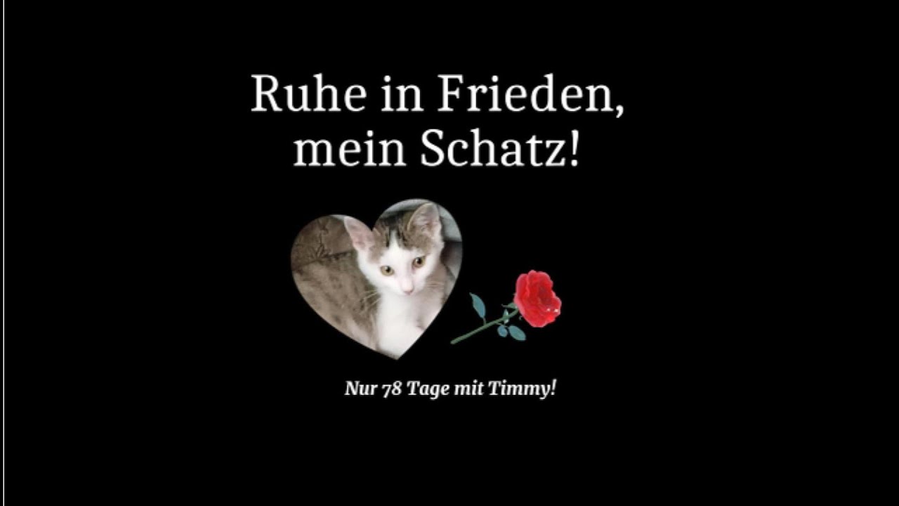 Nur 78 Tage mit Timmy!