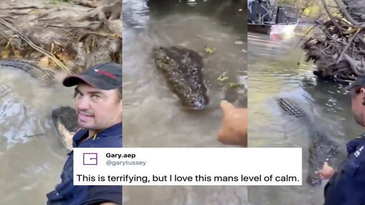 Croc Wrangler Treating &lsquo;Bonecruncher&rsquo; Like A Naughty Dog Is Terrifyingly Cute