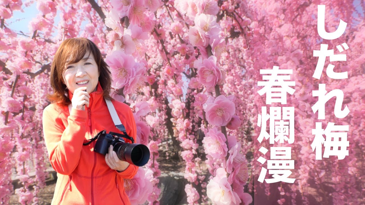 「しだれ梅撮影」マクロレンズ、広角レンズ、望遠レンズでいろんな梅🌸