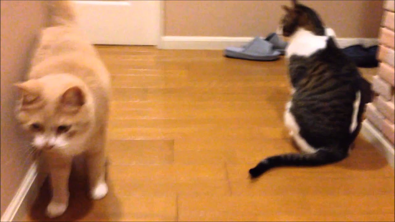 猫の感動物語！？お母ちゃんの帰りを待つ猫s；猫おもしろ動画
