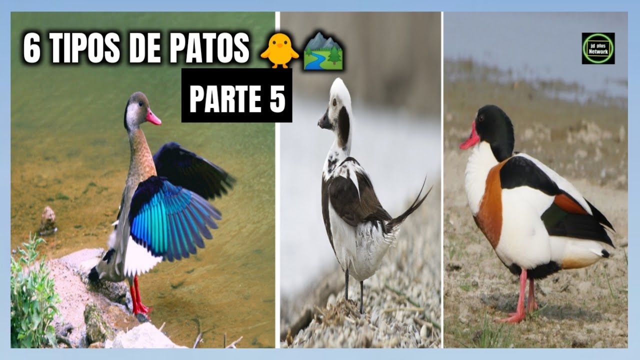 6 Tipos de Patos 🐥 Razas de Patos 🐣 Especies de Patos 📛Parte 5✅🏞
