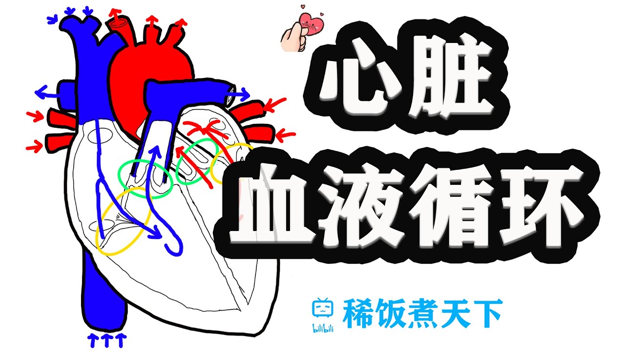 【绘画解剖学 心脏】心脏的血液循环途径