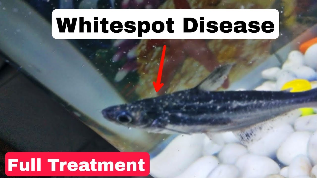 HOW TO CURE WHITE SPOT DISEASE FOR FREE | COMPLETE TREATMENT OF WHITE SPOT DISEASE OF FISH |