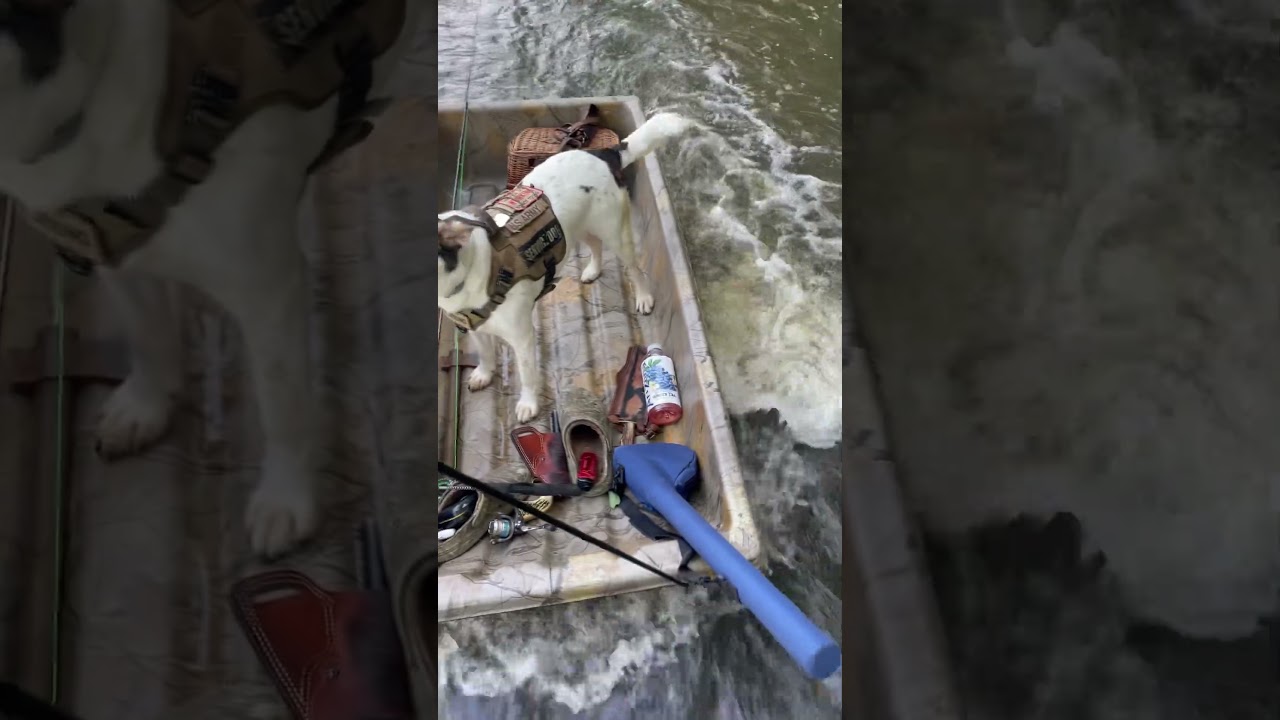 Fly fishing with dog #spottedbass #flyfishing #riverfishing #servicedog