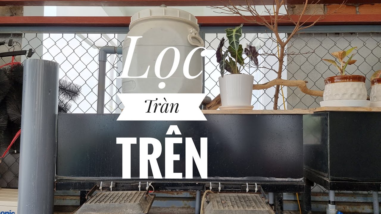 Fish 92: Hướng dẫn setup lọc tràn trên cho người mới bắt đầu