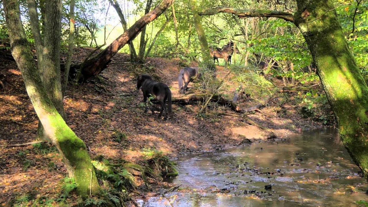 Naturpark Solling-Vogler, Lebensraum Hutewald