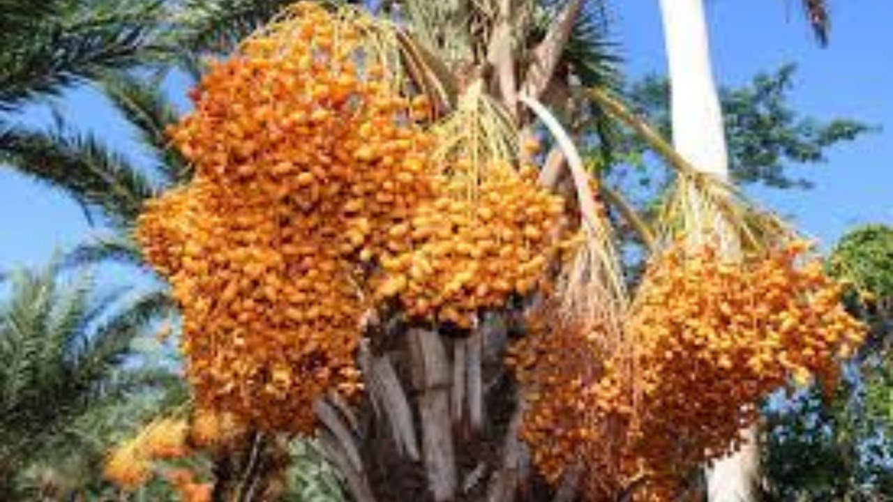 Dates palm Harvesting by Shaking Machine - Packing Dates Modern Agricultural Technology- Green Farm