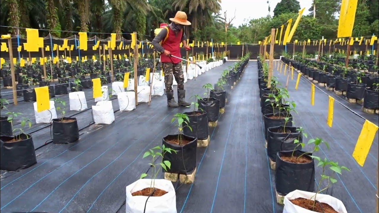Spraying insecticide | ep62 | Menyembur racun serangga