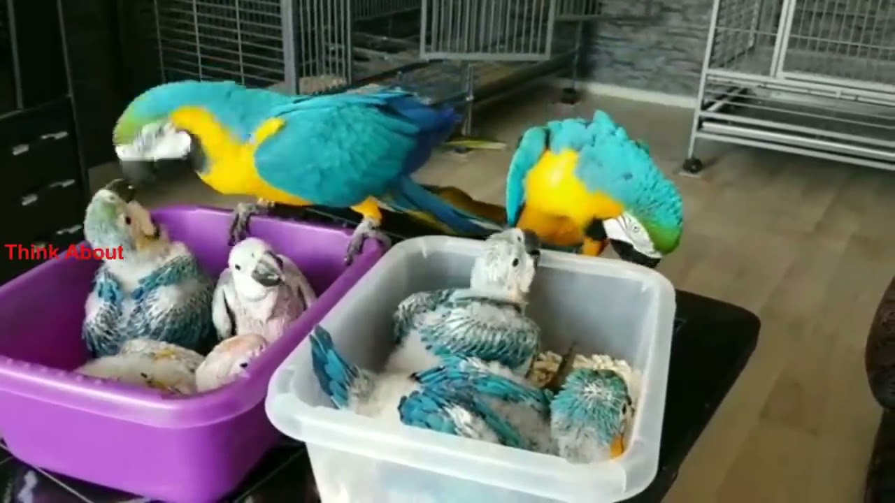 Lifespan of a Macaw Parrot