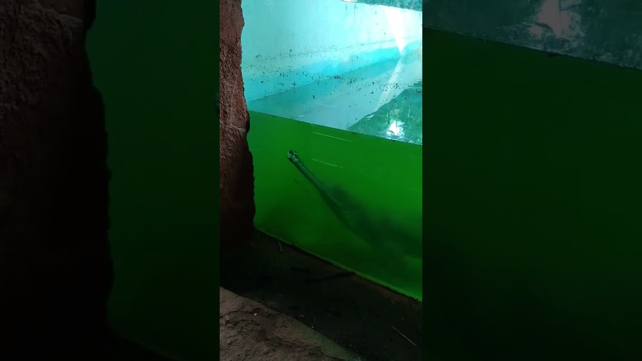Crocodile in Nehru zoo park #crocodile #nehruzoopark #shorts
