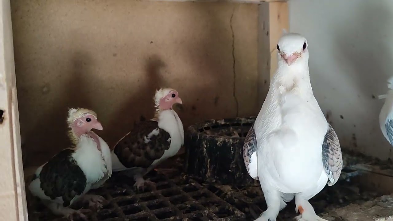 GÜVERCİN KÜMESLERİNDE NELER OLUYOR - MAŞALLAH DEMEYİ UNUTMAYIN :)  #güvercin #pigeon #animals