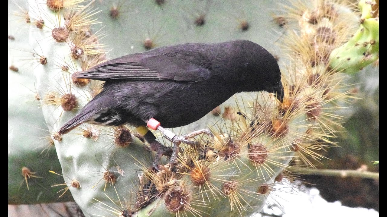 Darwin Finches, Galapagos