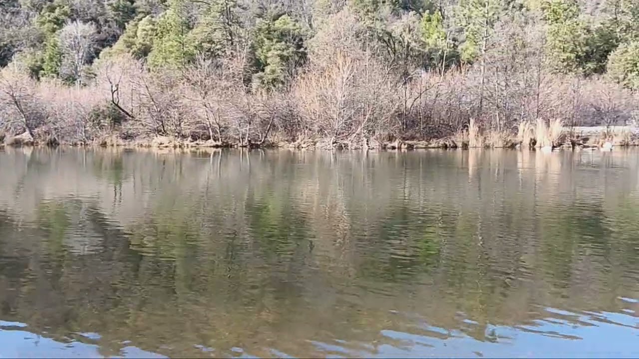 Bear River flows February 9, 2026. 550 cfs 3 beaver pond