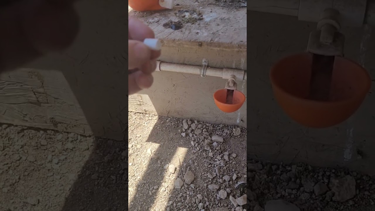Fixing a broken water cup. lil-clucker.