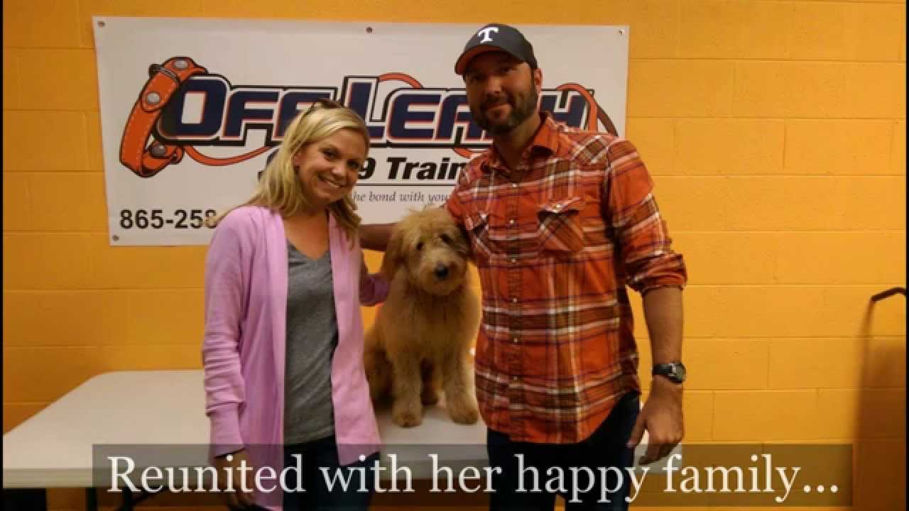 Henley ~ 6 mo old Goldendoodle board & train: OLK9 Knoxville, TN