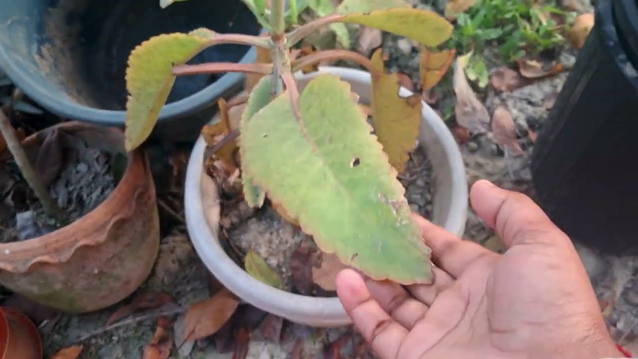 এর নাম কি বলতে পারেন!