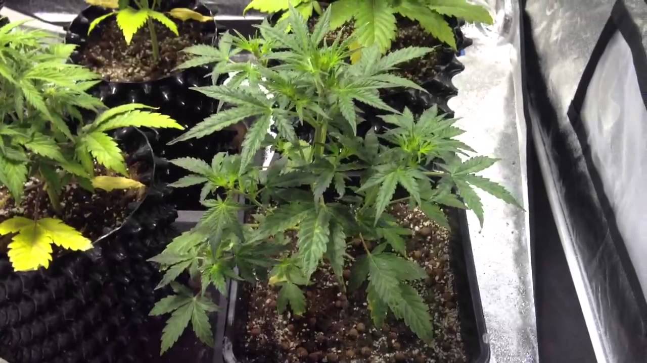 White widow autoflowers and ICE