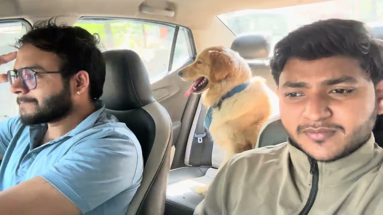 Husky 😱bites someone And max😂k drame while bathing at pet clinic 