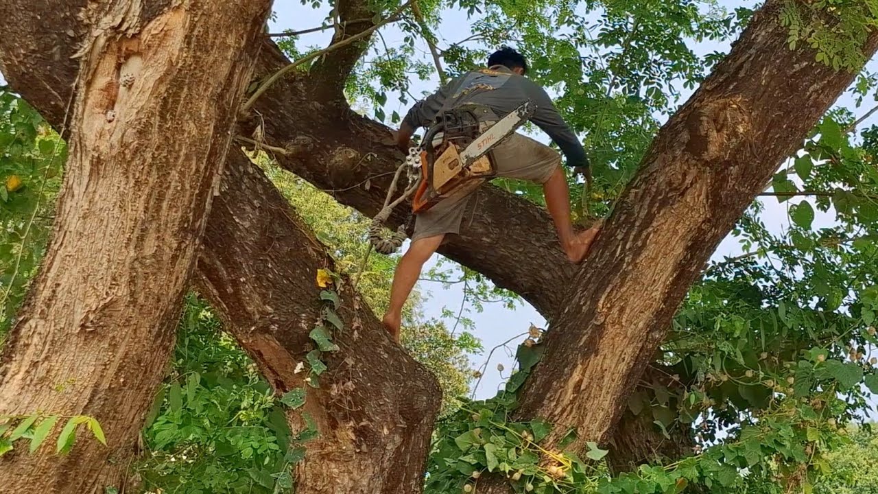 Cưa cây Còng siêu to độc lạ nghiêng vô nhà /Sawing a giant, unique tree leaning into the house |T903