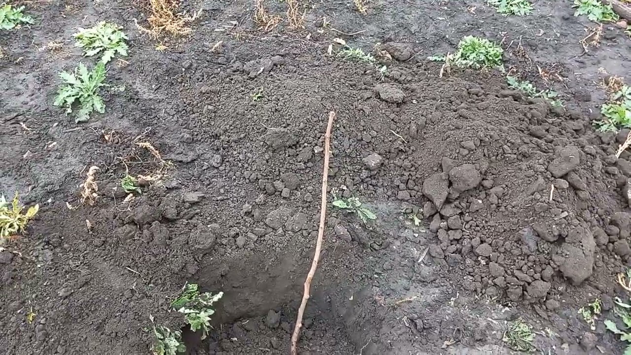 Очередная посадка, фундука и рассуждения об опылителях.