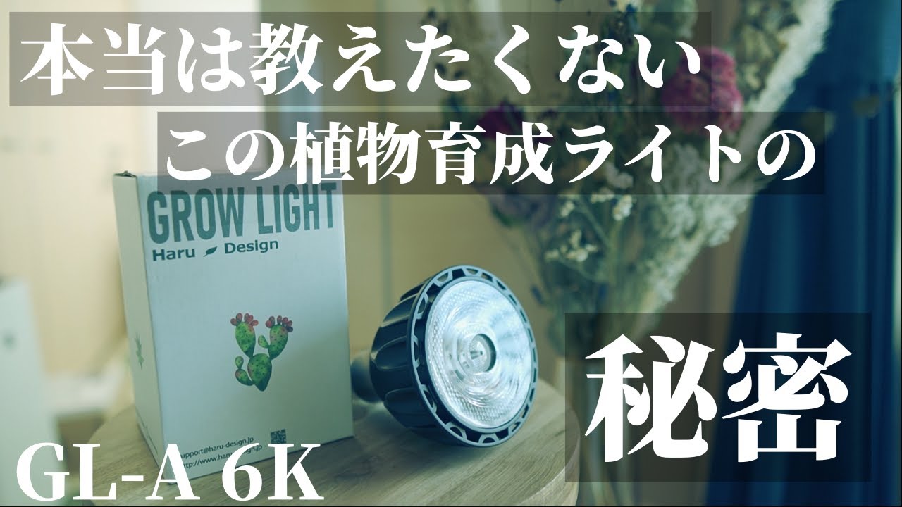 【コスパ最強】植物育成用LEDライト「GL-A 6K」をレビュー！日照不足！安い！明るい！はるデザインの初心者にも超おすすめ育成ライト！アガベ塊根ビカクシダ観葉植物アクアリウム苔テラリウムパルダリウム
