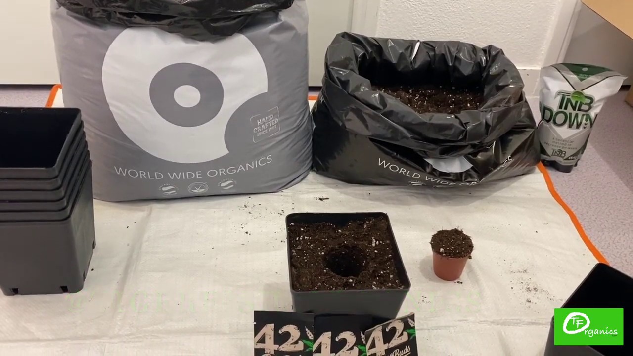 How to plant autoflowering seeds in biobizz all mix and light mix soil