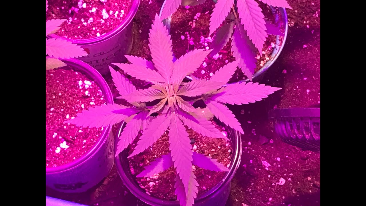 Cannabis seedlings  grow update  2021 outdoor season