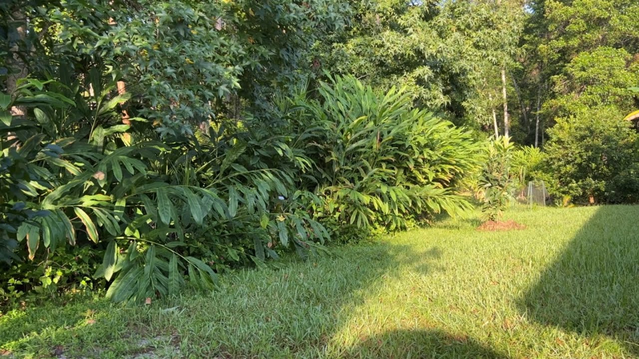 Galangal plants clean up part 1
