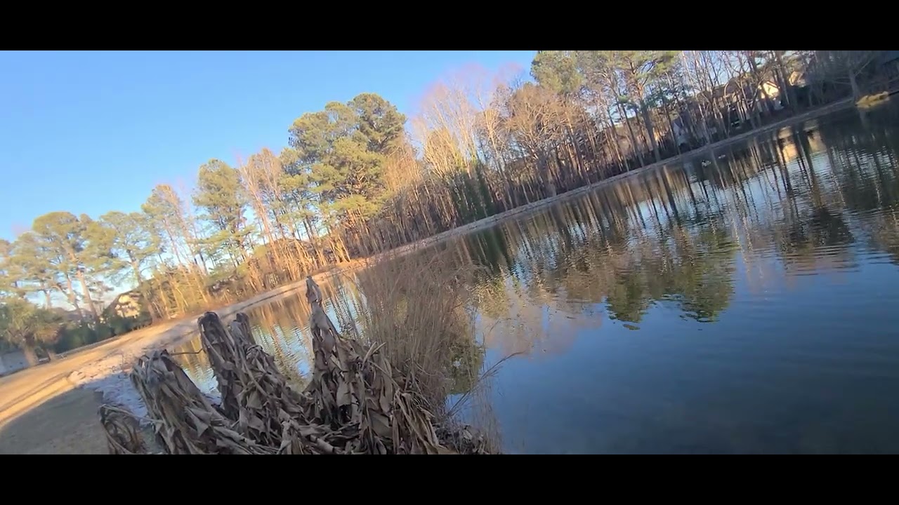 Geese Getting scared and flying away.