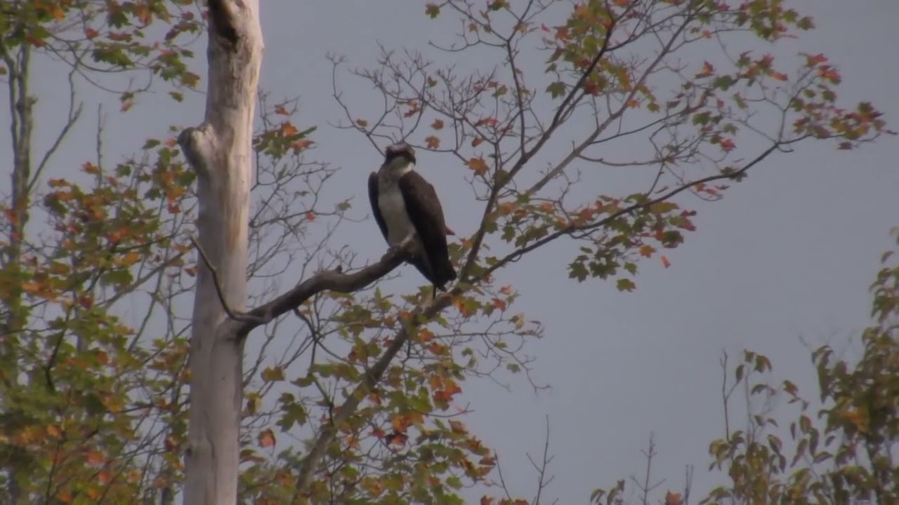 Birds and Herons of the Erie Canal
