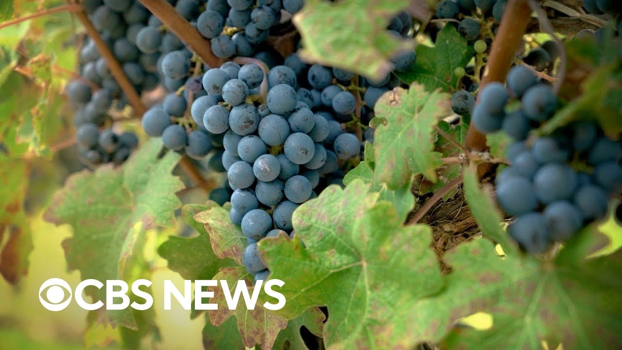 The dramatic shift in the world of wine