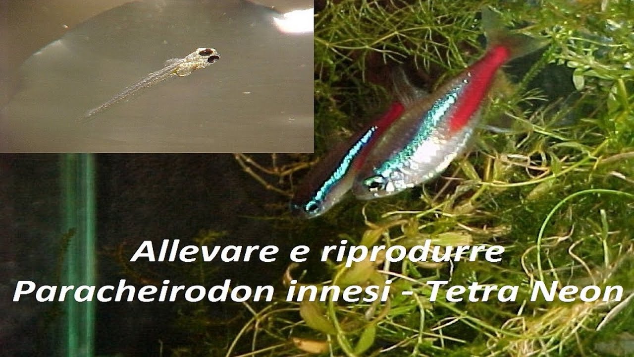 Allevare e riprodurre Paracheirodon innesi-Tetra Neon-zio pesce-acquari