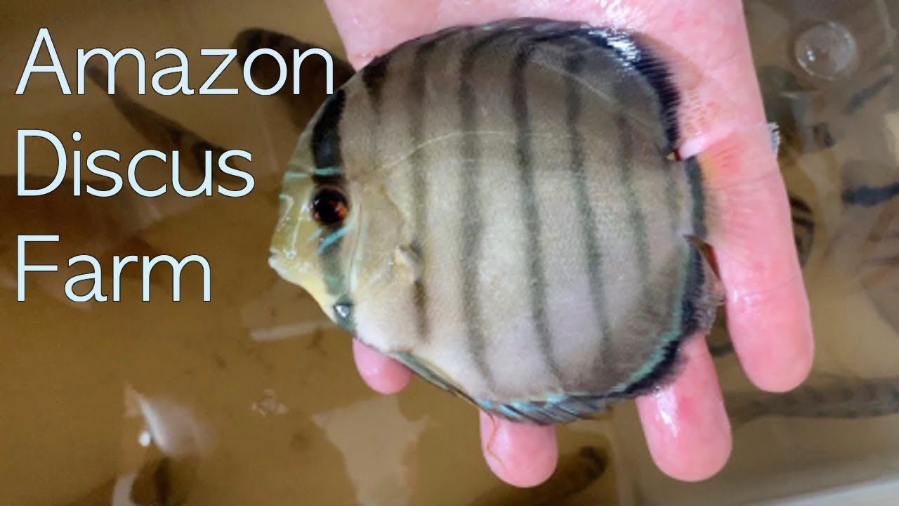 Peruvian Amazon Discus Farm