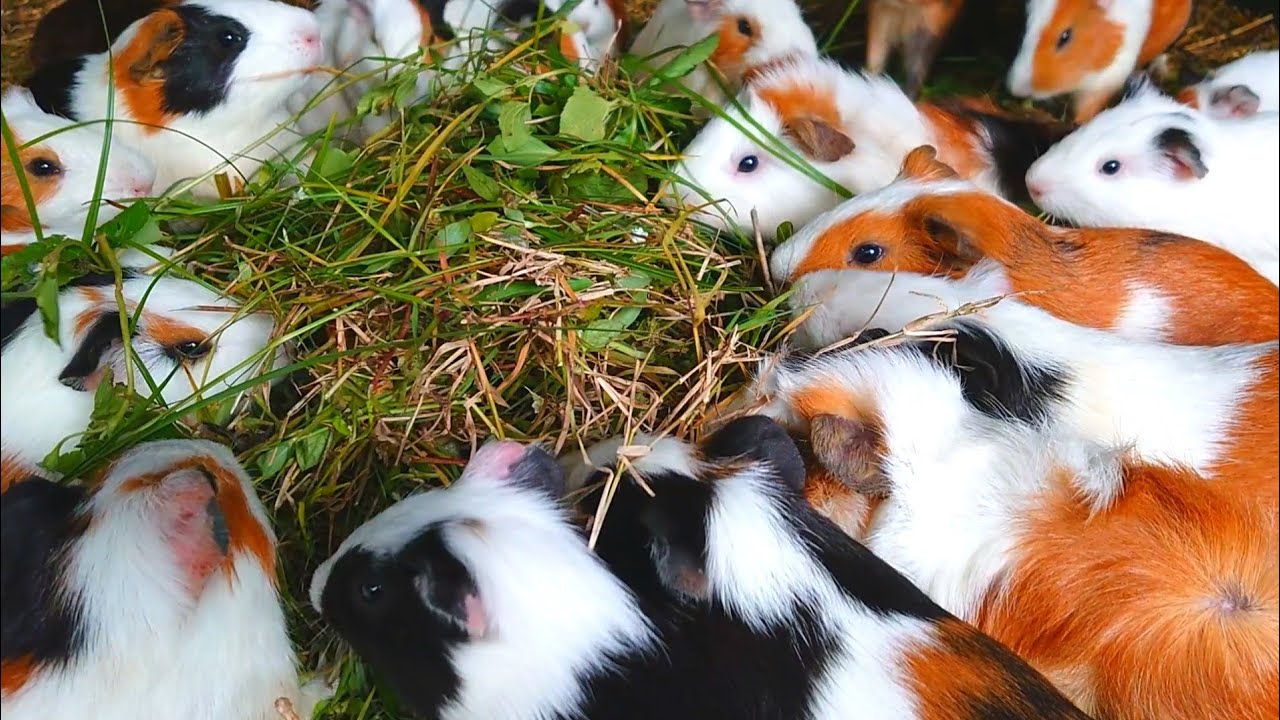 Guinea pigs eating ASMR , cute pet animals, funny Guinea pig videos, Guinea pig family ASMR 