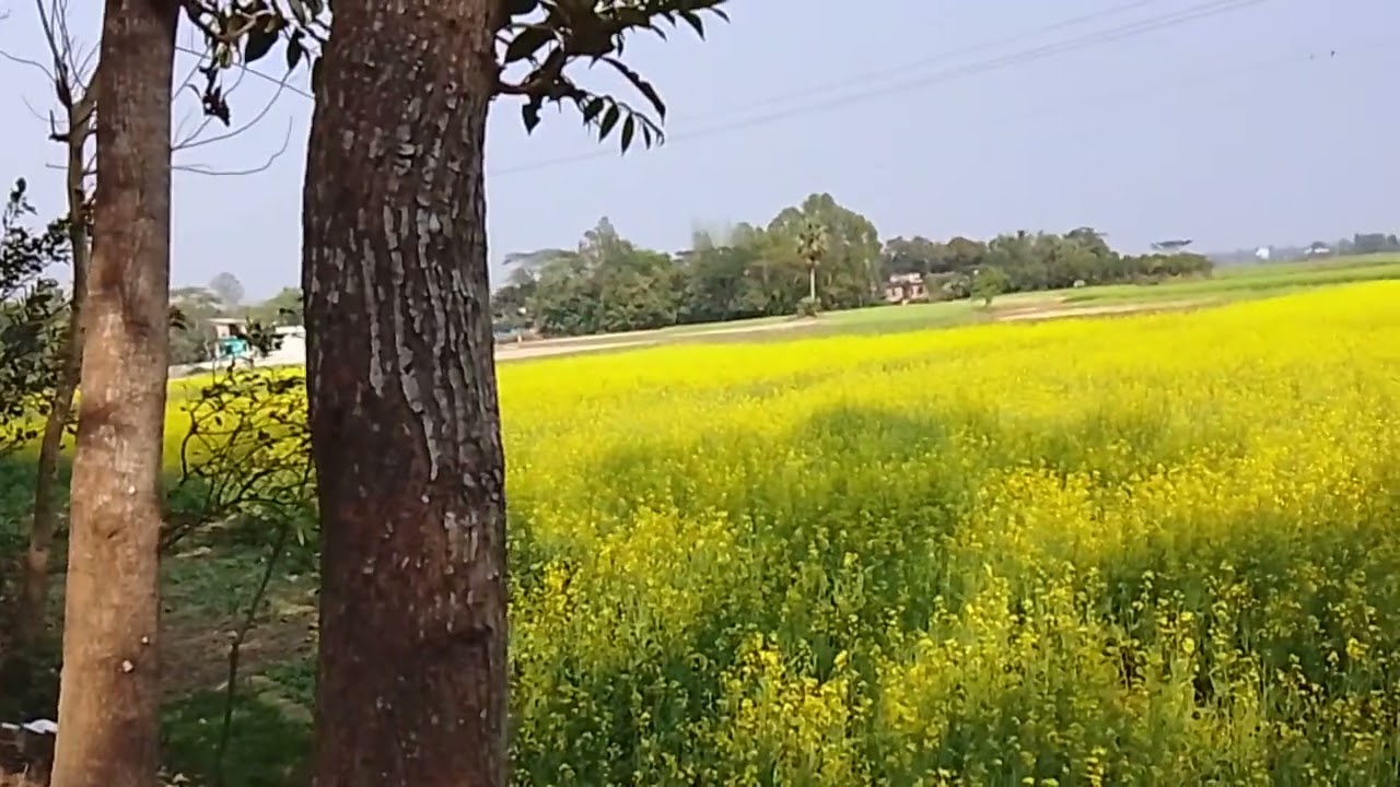 পাাঠান নগর ইউনিয়নের সোনাপুর গ্রামের একটা সরিষা ক্ষেত । Sarisha Field,Feni.