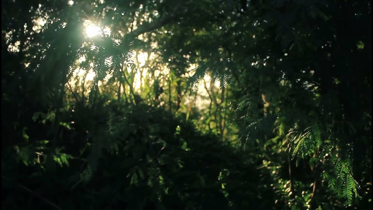 Dark Nature [Relax Hip Hop Lo-Fi]