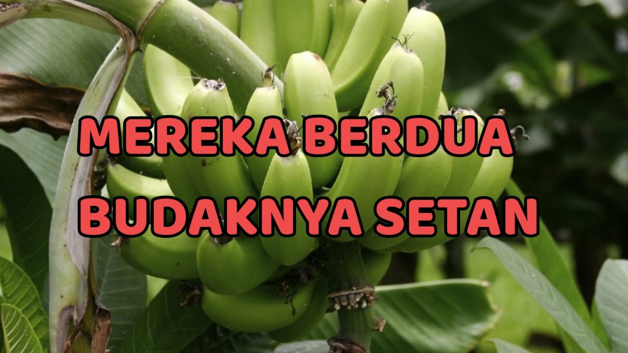 🎆 MEREKA BERDUA BUD4KNYA SETAN 🎆